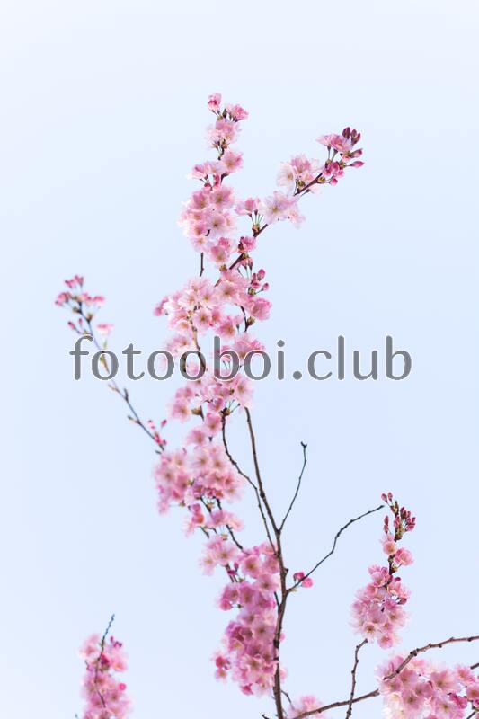 сакура, ветка, цветы, Япония, цветение