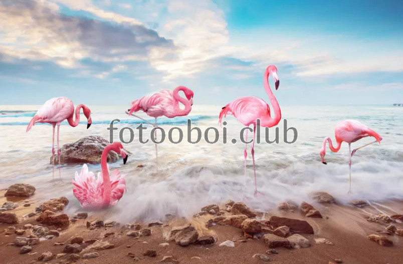 берег, море, океан, розовые фламинго, вид, небо