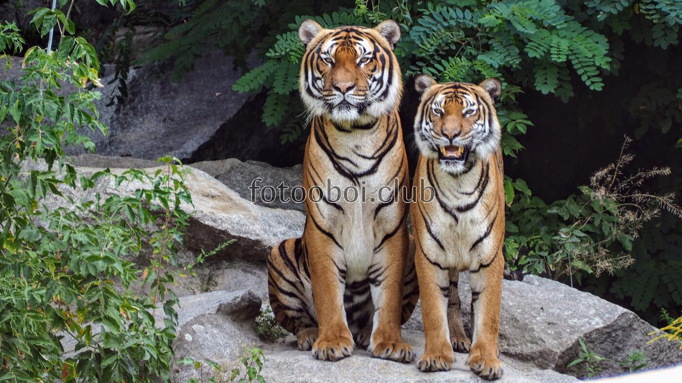 тигры, охота, природа, животные, зверь