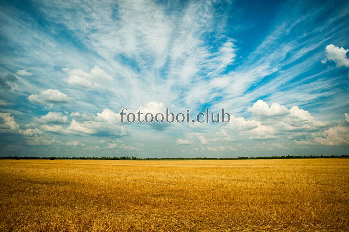 поле, небо, облака, день, природа, трава, лес