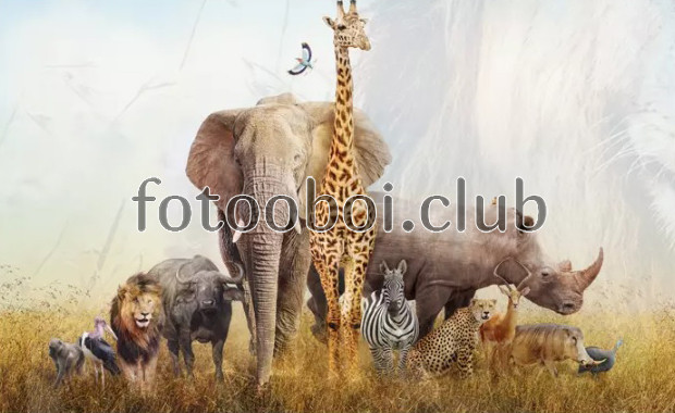 детские, животные, слон, жираф, для мальчика, для девочки, зебра, носорог, птицы