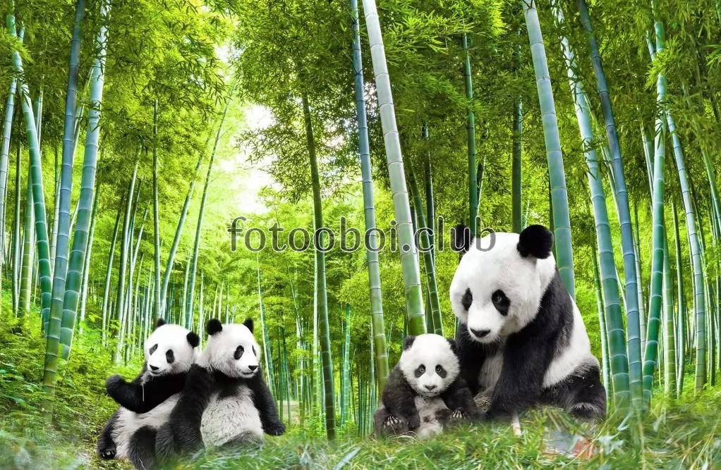 панды, лес, природа, бамбук