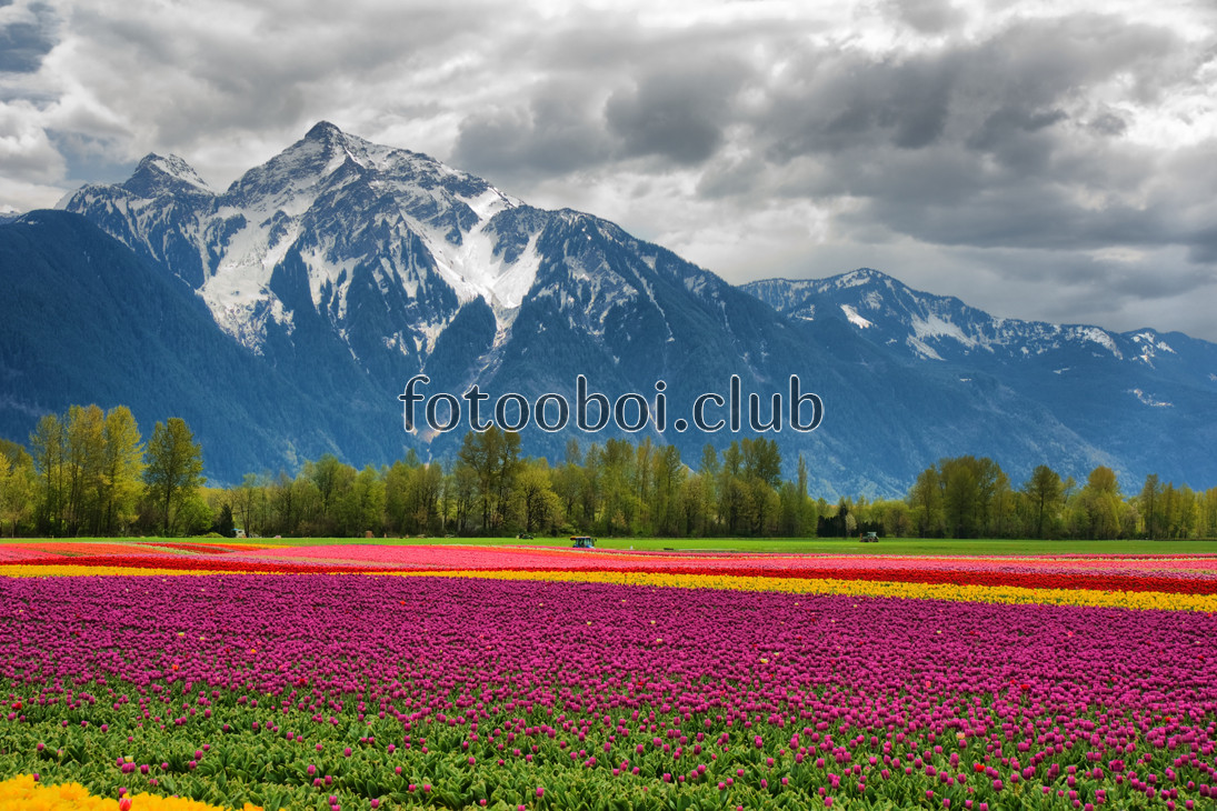 поле, цветы, тюльпаны, разноцветные, горы, природа, на стену, стена