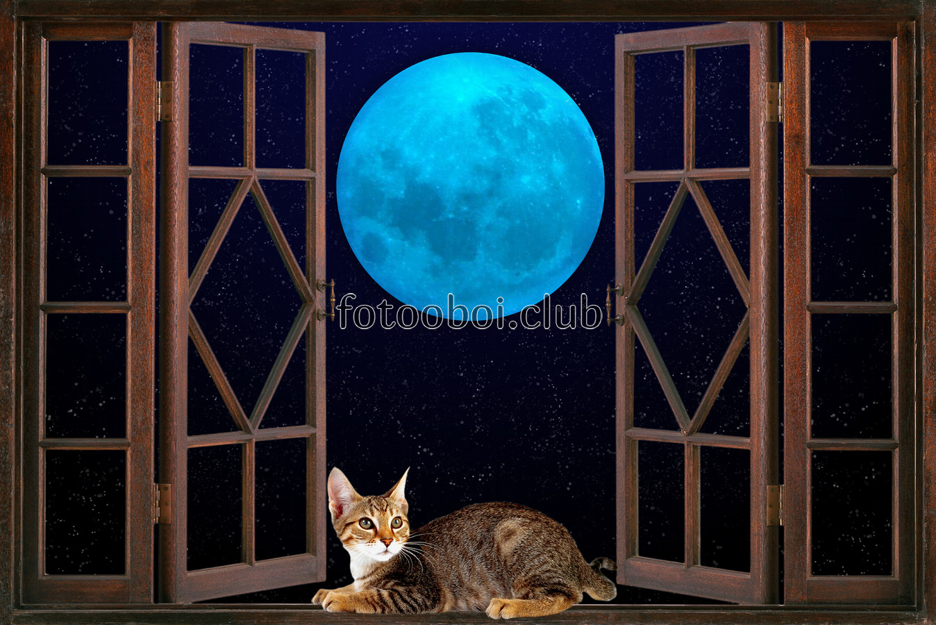 на стену, стена, открытое окно, кот, кошка, луна, ночь