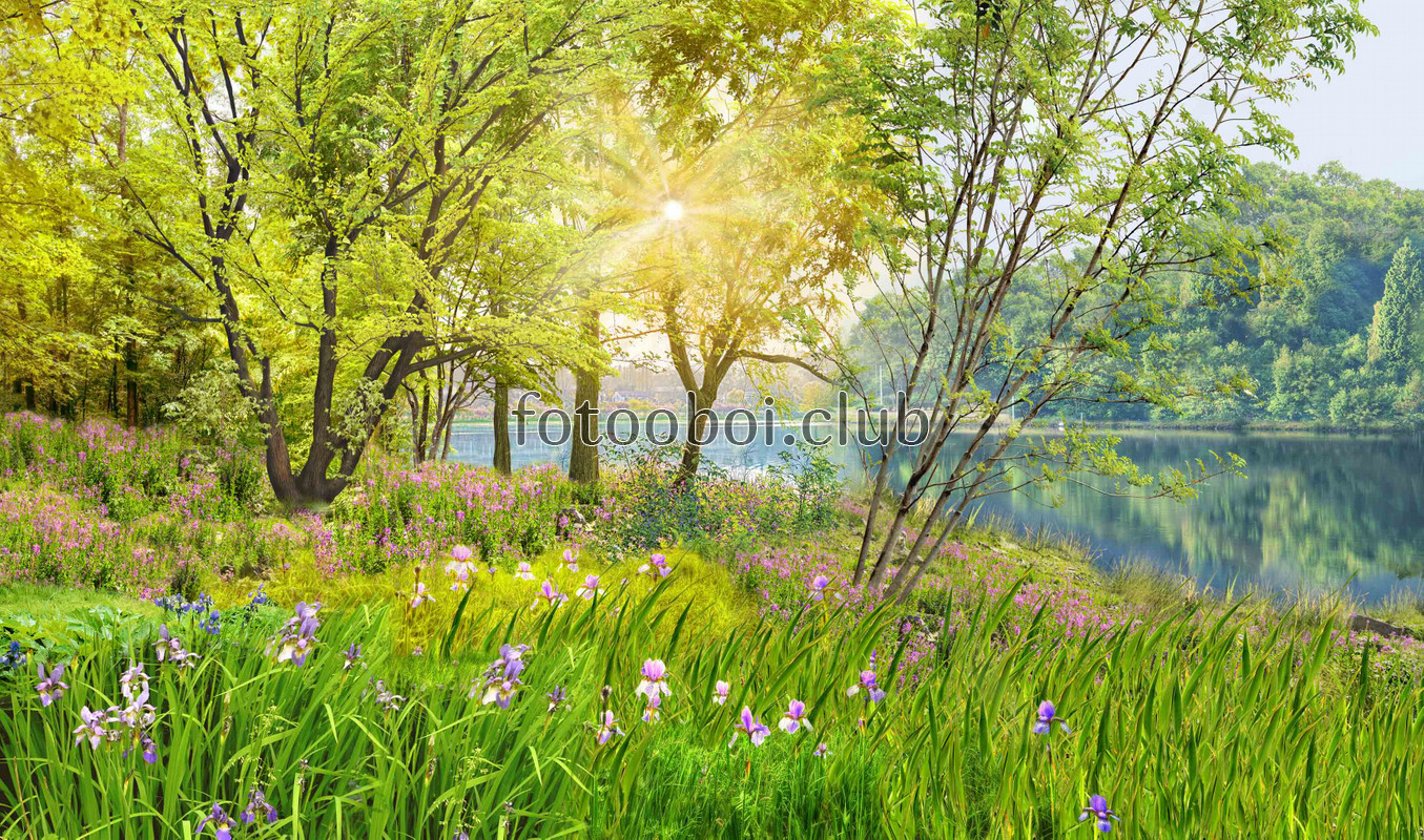 весна, лето, природа, рассвет, трава, цветы, поле, деревья, река, вода