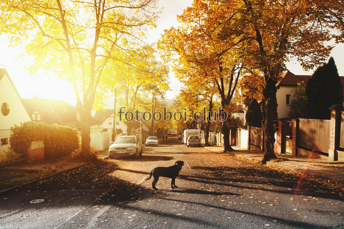 поселения, деревня, улица, солнце, собака, осень