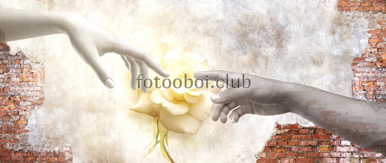 руки, ладони, кирпичная стена, розы, цветы, абстракция