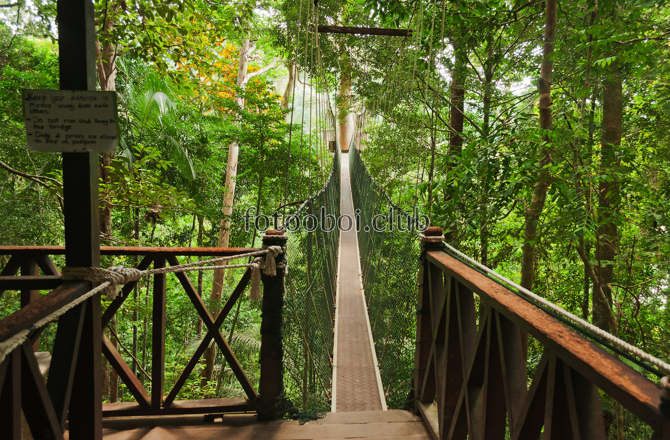 стереоскопические, мостик, мост, джунгли, лес, деревья