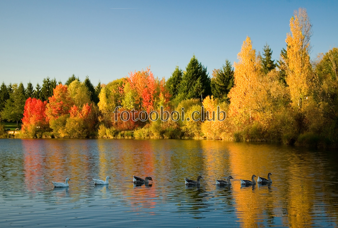 озеро, река, пруд, осень, лес, деревья, желто-красные, утки, на стену, стена, природа