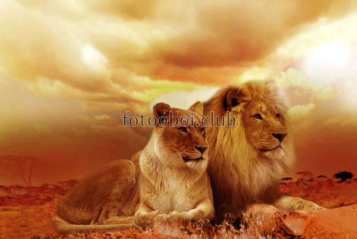 Лев, львица, царь, природа, Африка, животные
