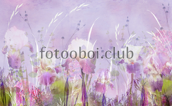 ирисы, цветы, сиреневые, фиолетовые
