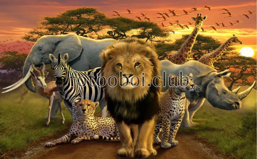 лев, леопард, слон, носорог, жираф, животные, саванна, детские, для мальчика, для девочки