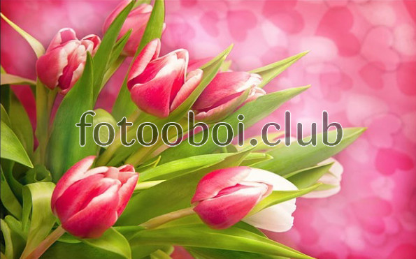 розовые тюльпаны, 3д, 3d, дизайнерские