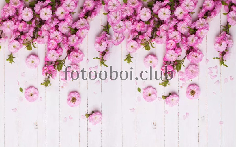 доски, цветы, 3д, 3d, розовые, кустовые розы, шиповник