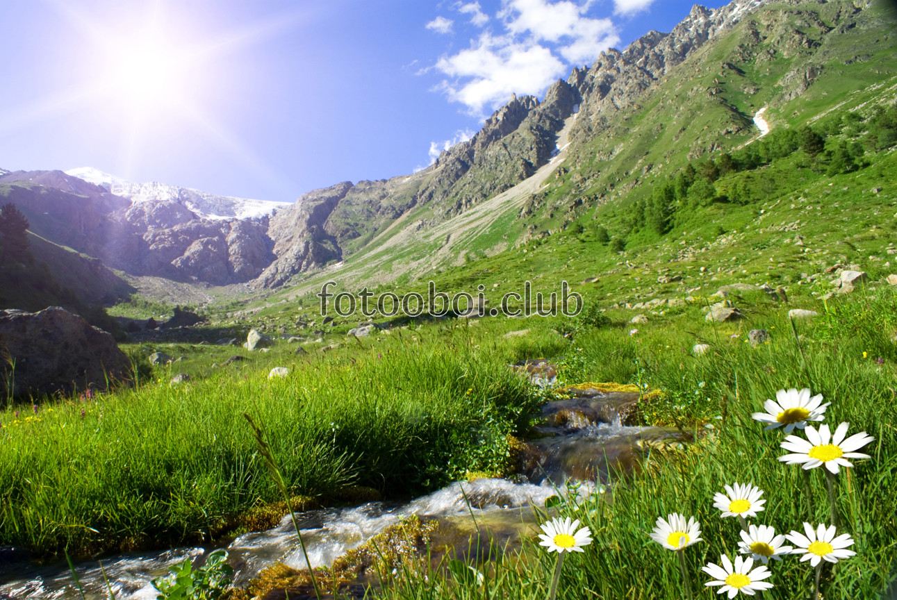 горный ручей, ромашки, горы, трава, цветы, природа