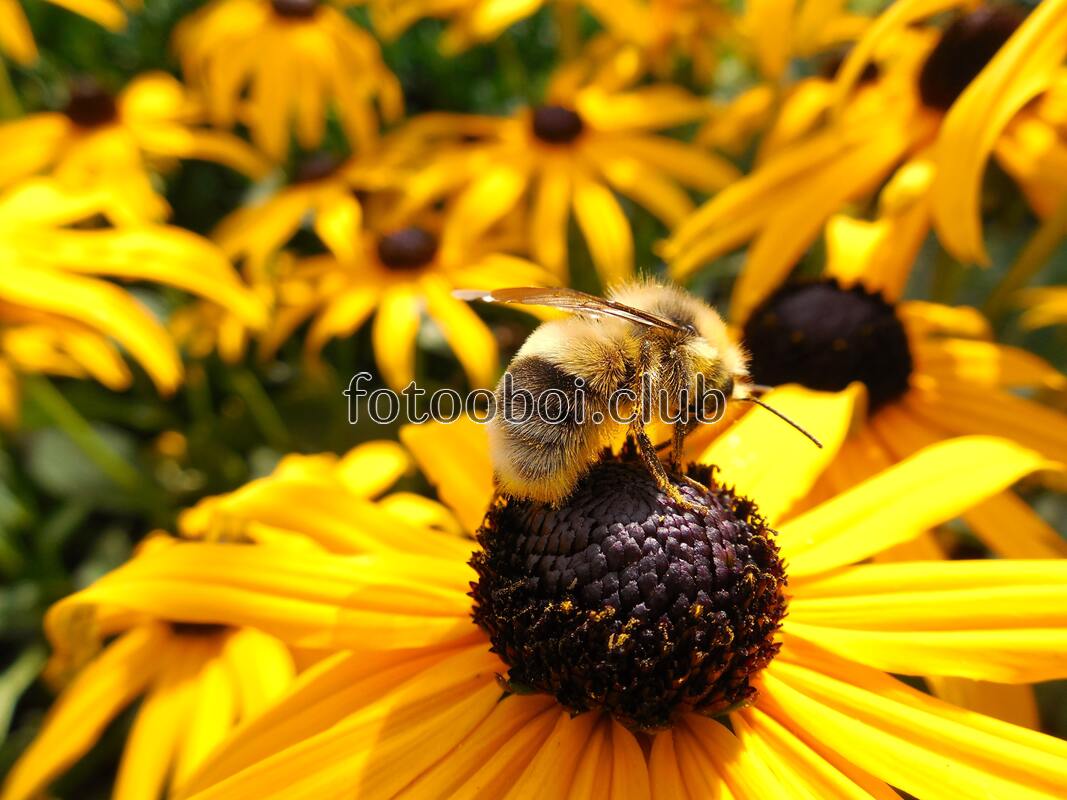 пчела, насекомое, природа, шмель, мёд