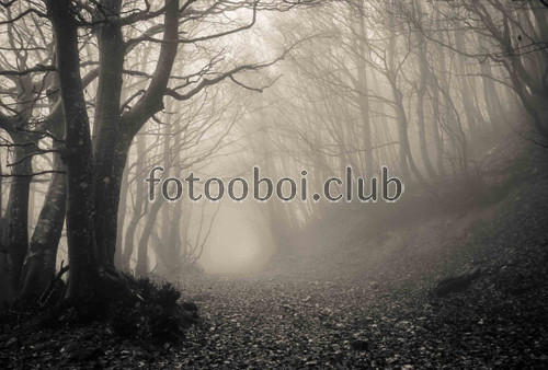 лес, деревья, туман, на стену, листья, черно белые 