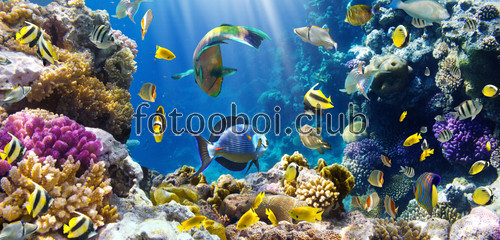 кораллы, рифы, рыбы, подводный мир, детские, аквариум, на стену ,стена