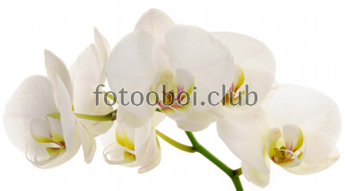 орхидея, цветок, белая орхидея, белые, растение 