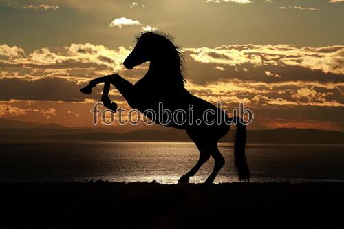 Лошадь, конь, море, берег, закат, облака