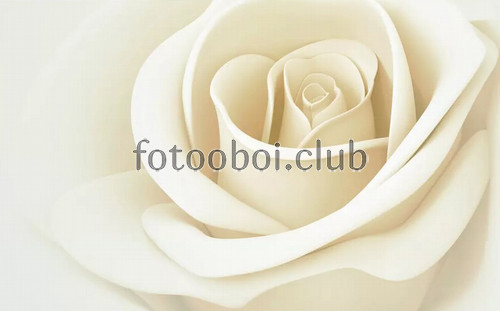 белая роза, бутон, роза, цветы, 3д, 3d