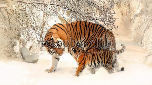 зима, лес, тигры, тигрята, животные