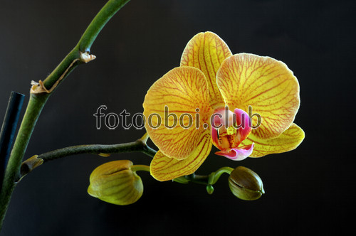 желтая орхидея, веточка, цветок, на стену, стена, 3д, 3d