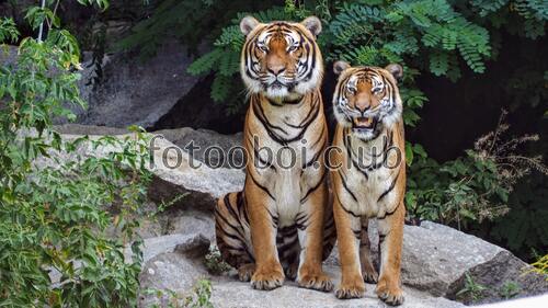 тигры, охота, природа, животные, зверь