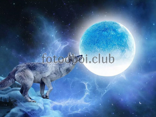 волк, луна, ночь
