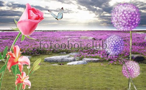 лавандовое поле, розы, цветы, дизайнерские