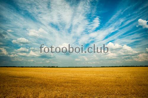 поле, небо, облака, день, природа, трава, лес