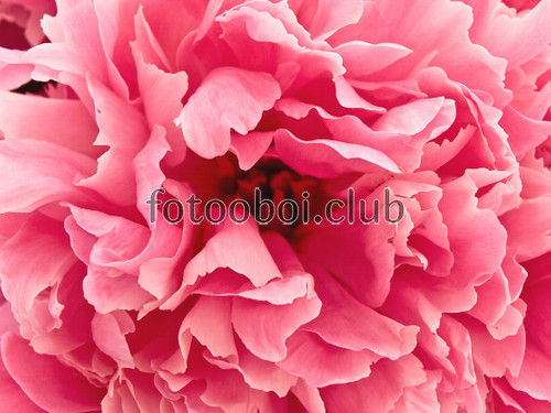 цветок, бутон, розовый пион