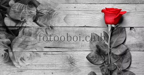 доски, красная роза, 3д, дизайнерские