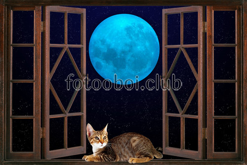 на стену, стена, открытое окно, кот, кошка, луна, ночь