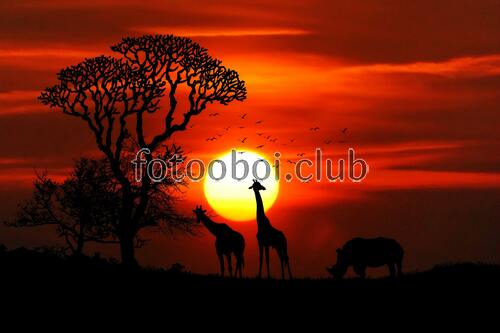 жирафы, Африка, носорог, птицы, закат
