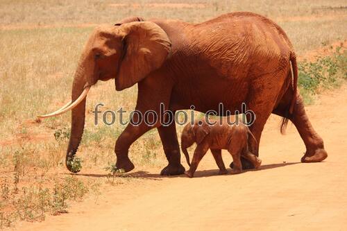 слоны, семья, природа, африка, животные
