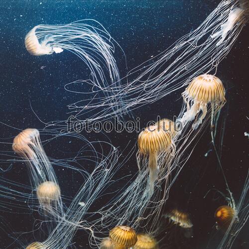 медуза, природа, глубина, океан, море