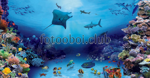 море, акула, скат, рыбы, дельфины, кораллы, черепаха, океан, медуза, рыба, дельфин, скаты, на стену 