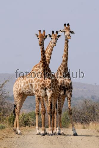 Жирафы, Африка, засуха, природа, животные