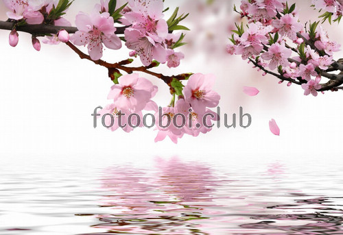 сакура, дерево, цветы, дизайнерские, веточка, вода, 3д, 3d