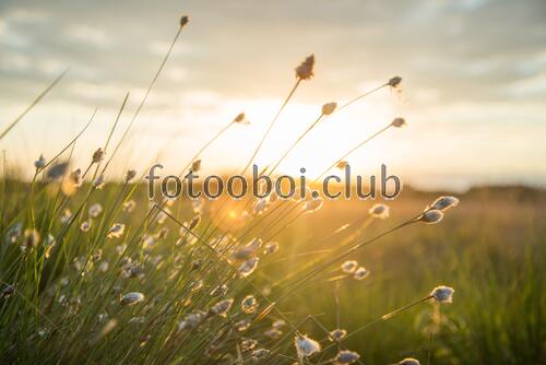 поле, закат, солнце, вечер, природа, трава