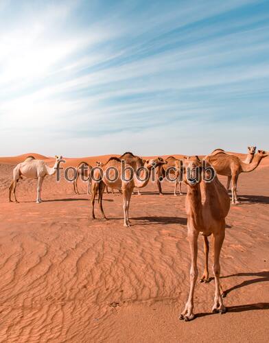 верблюды, пустыни, засуха, животные, природа