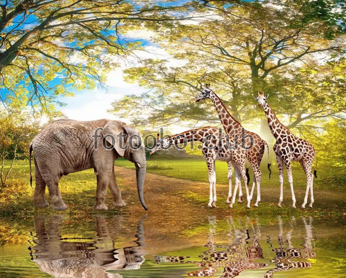 слон, жирафы, лес, пруд, река, водопой, животные
