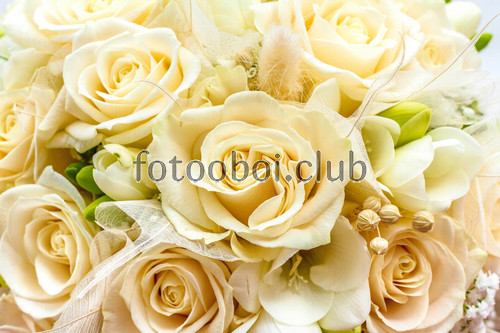 розы, цветы, бутоны, белые, зеленые, желтые, букет, 3д, 3d, на стену, стена