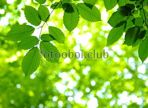 3д, листья, лето, зеленый фон