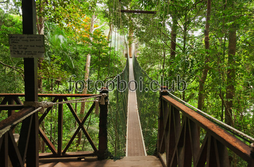 стереоскопические, мостик, мост, джунгли, лес, деревья