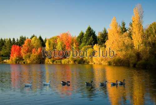 озеро, река, пруд, осень, лес, деревья, желто-красные, утки, на стену, стена, природа