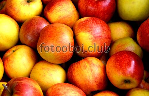 яблоко, дерево, еда, ветвь, фрукт