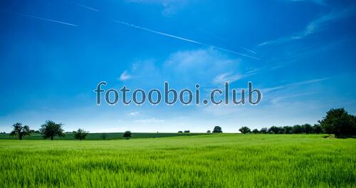 поле, небо, облака, день, природа, трава, лес, голубой, 
