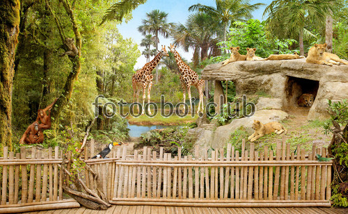 дизайнерские, забор, зоопарк, львы, лев, обезьяны, какаду, попугаи, жирафы, пальмы, джунгли